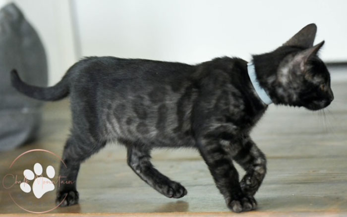 Snow Charcoal Bengal for sale near me